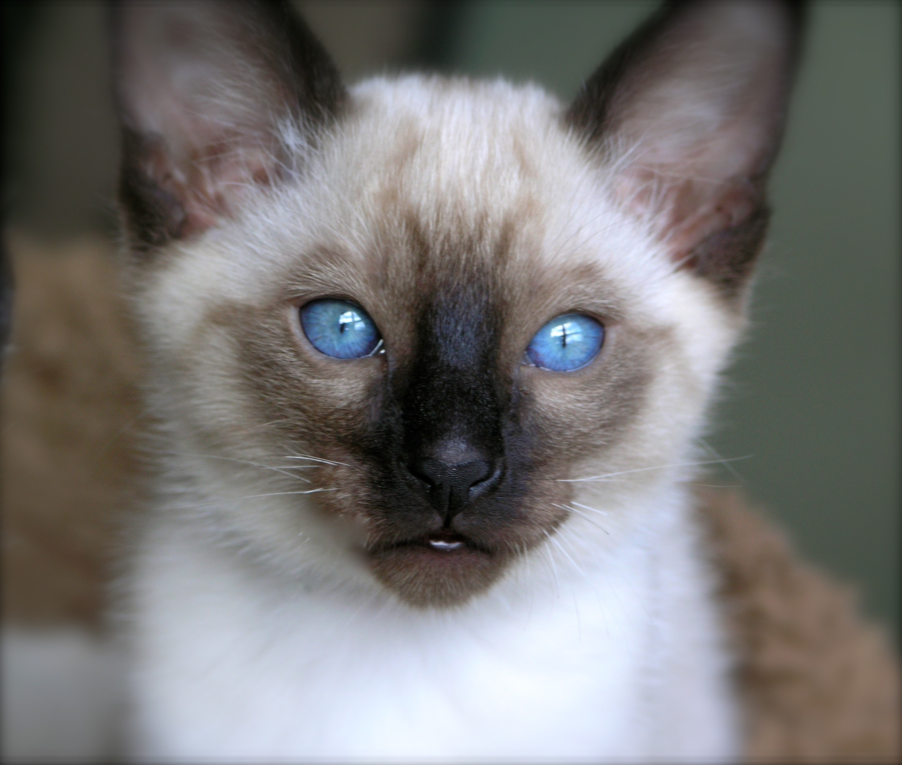 2015 Purebred Cat Best Kitten In Show